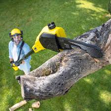  Danville, CA Tree Services Pros