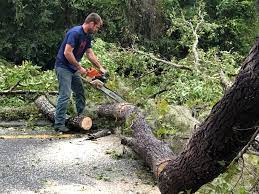 Trusted Danville, CA  Tree Services Experts