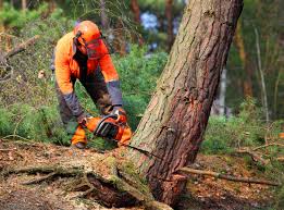 Why Choose Our Tree Removal Services in Danville, CA?