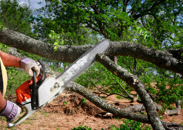 Best Tree Removal Service  in Danville, CA